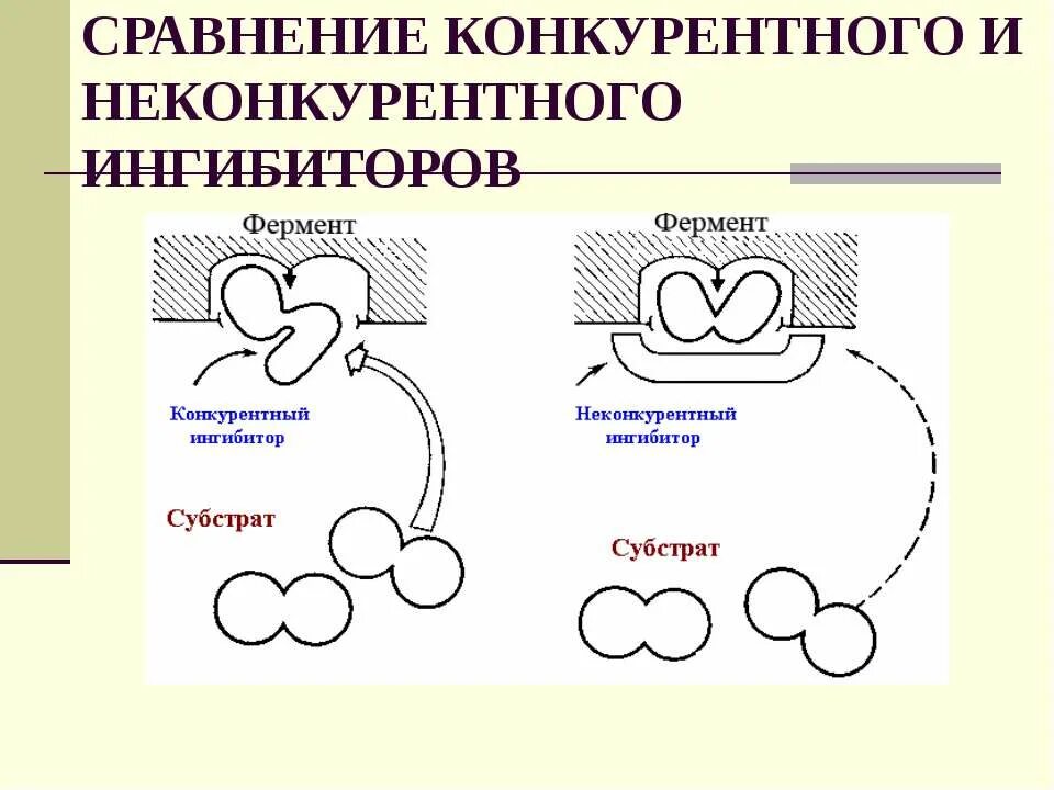 Конкурентные и неконкурентные ингибиторы