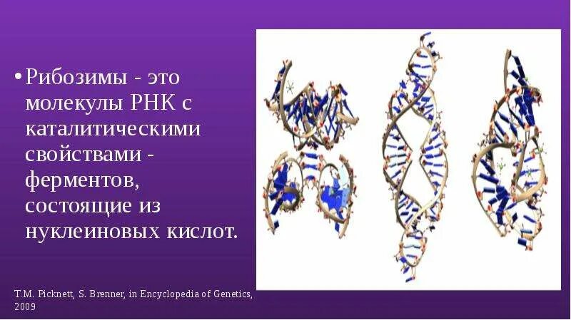 Абзимы и рибозимы свойства и особенности. Рнк-ферменты – рибозимы. ферментативная активность рнк. рибозимы. каталитическая активность рнк. рибозимы биохимия.