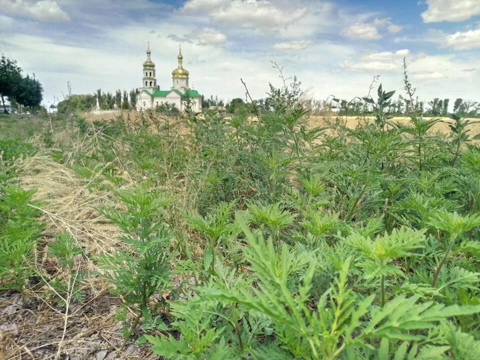 Яблоки амброзия. Семена амброзии. Амброзия трехраздельная семена. Амброзия полыннолистная поле. Амброзия циклахена.