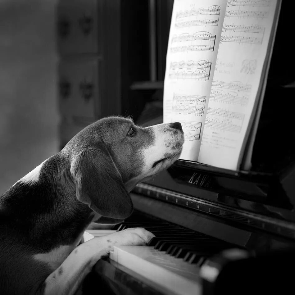 Собака на пианино. Собака на рояле. Пианино собачка. Собака и фортепиано. Обитатели песня