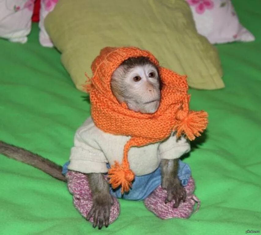 Купить обезьяну домашнюю живую. Домашняя обезьянка. Домашние обезьянки в одежде. Домашние маленькие обезьянки в одежде. Обезьяна домашняя в одежде.