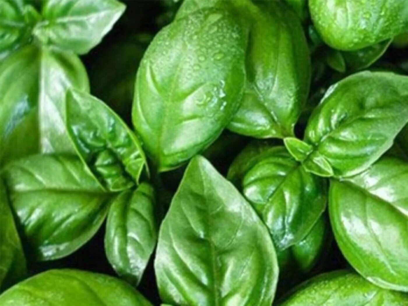базилик анисовый аромат семена алтая. базилик лимонный аромат гавриш. базилик запах. базилик ароматы востока смесь. базилик лимонный.