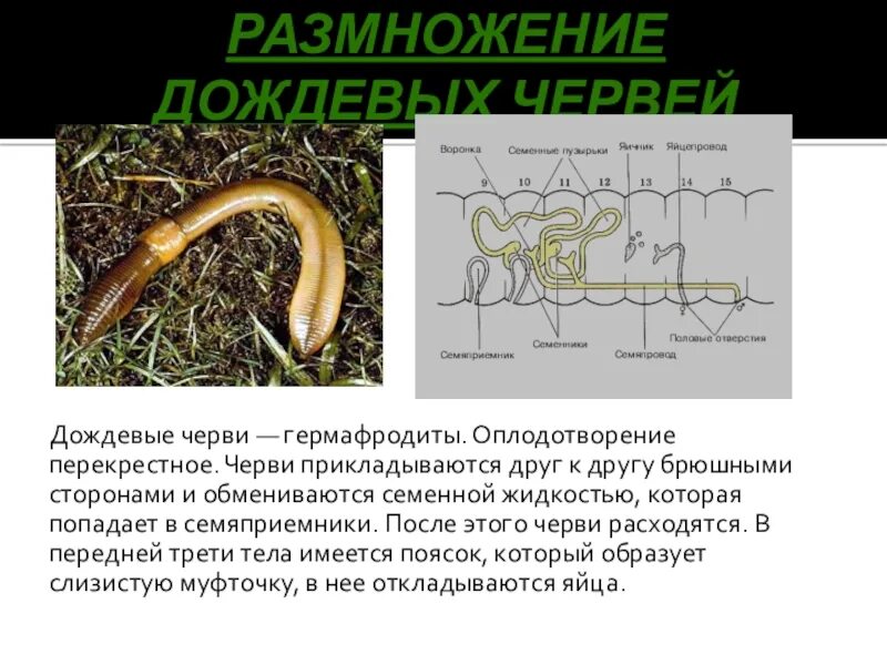 Гермафродитами являются черви. Размножение дождевого червя. Кольчатые черви гермафродиты. Дождевой червь гермафродит.