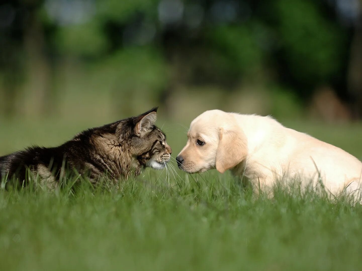 Dog and cat playing. Кошки и собаки. Фото кошек и собак. Животные вместе. Кошка и собака на природе.