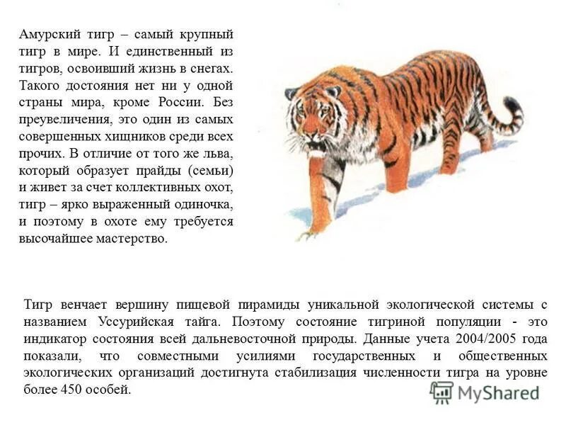 Число тигра. Число тигра. Число тигра. Амурский тигр численность. Число тигра.