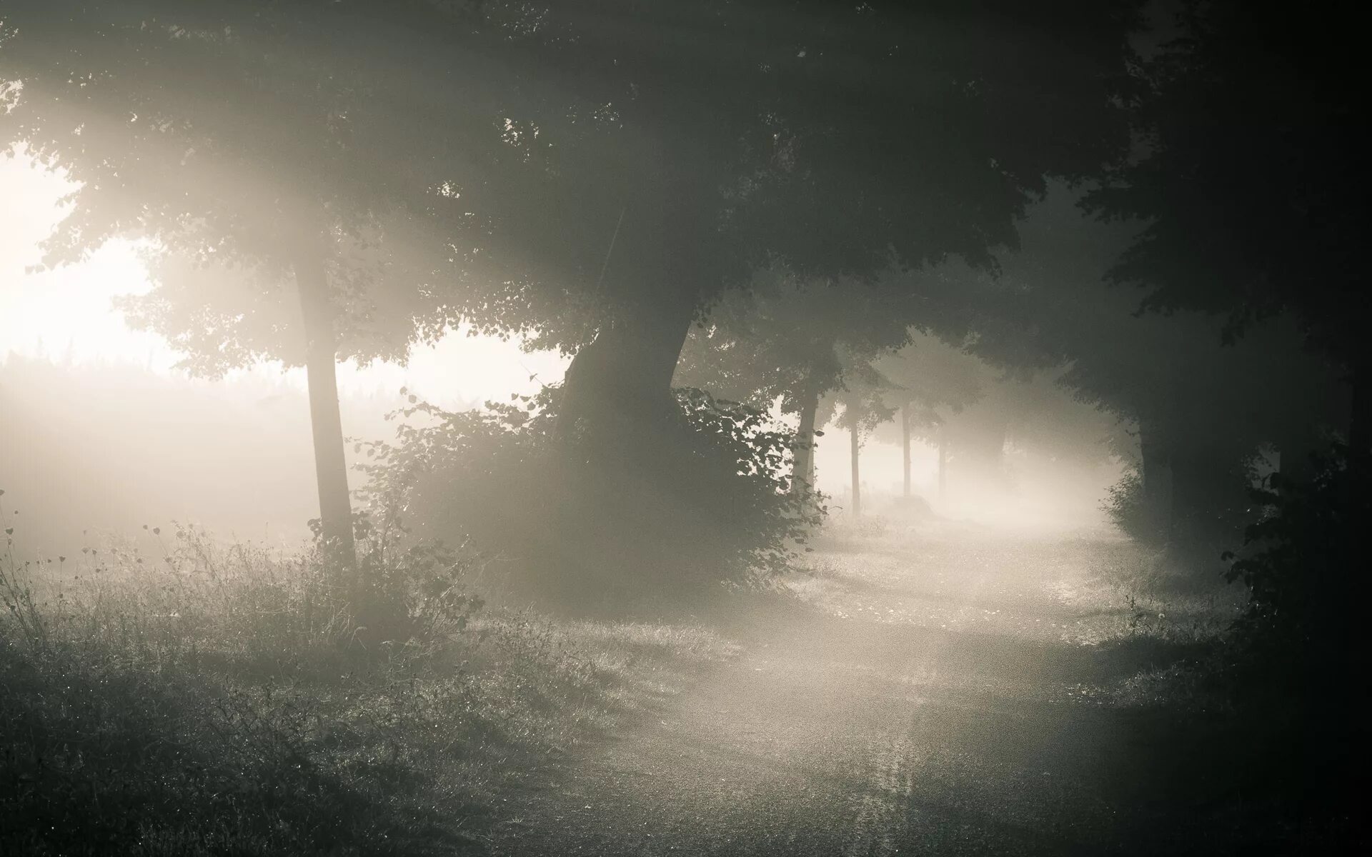 Туман арт. Туманный пейзаж. Деревья в тумане. Туман ночью. Сквозь лес и дым геншин