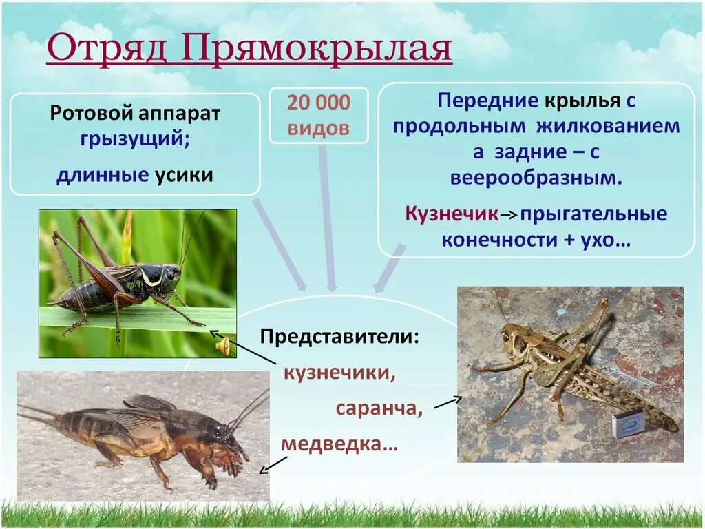 Отряд Прямокрылые биология 7 класс. Отряд Прямокрылые Саранча. Представители отряда прямокрылых насекомых. Отряд Прямокрылые Тип крыльев.