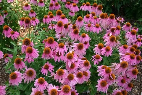 Эхинацея пурпурная echinacea purpurea