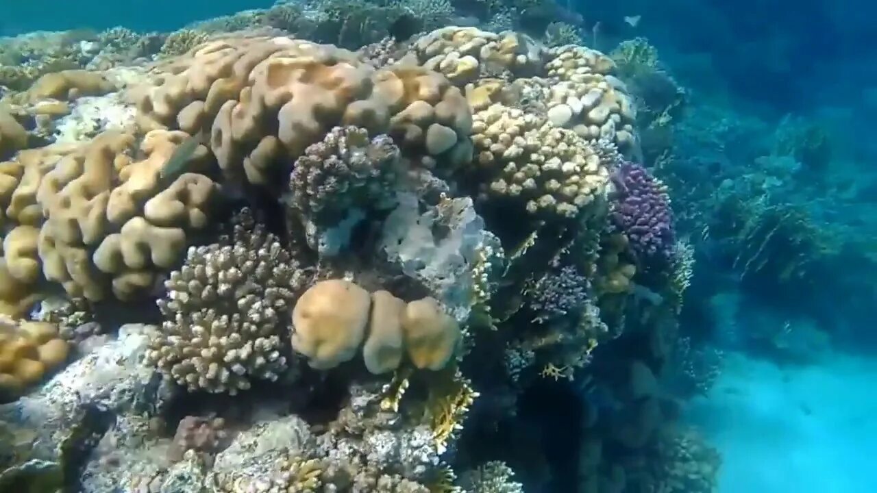 Coral video. Кораллы в Красном море Шарм-Эль-Шейх. Красное море подводные съемки. Кораллы красного моря видео. Впадина красное море Египет.