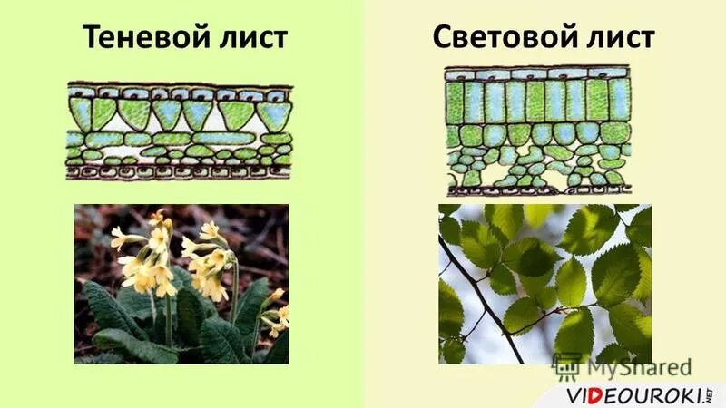 световой лист