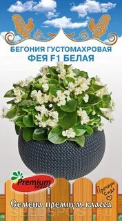 Бегония фея