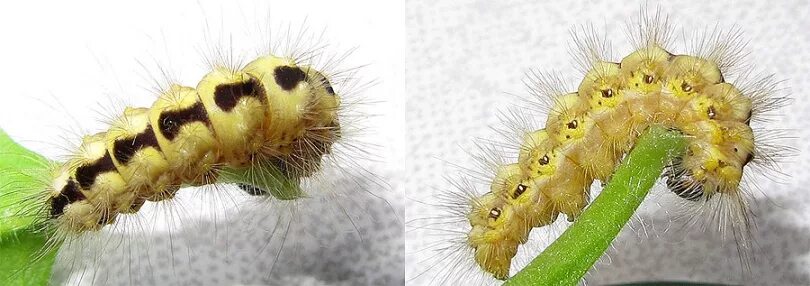 гусеница nymphalis polychloros. гигантская гусеница. шелкопряд монашенка гусеница. гусеницы в башкирии. гусеница бабочки дневной павлиний глаз.