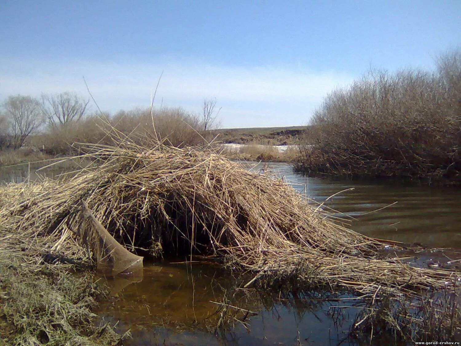хатка бобра. ондатра плотина. бобр домик. дом бобра. бобёр плотина и хатка.