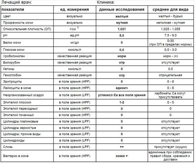 Микроскопическое исследование осадка мочи эпителий плоский. Анализ мочи эпителий 1-2. Общий анализ мочи эпителий плоский. Эпит плоский в моче норма. Норма слизи в моче у женщин