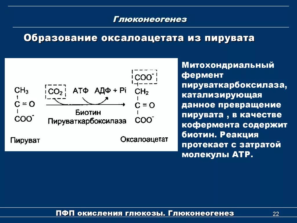 Пируваткарбоксилаза глюконеогенез. Лактат в оксалоацетат. Глюконеогенез биохимия пируваткарбоксилаза. Пути образования оксалоацетата. Реакция образования окисления глюкозы