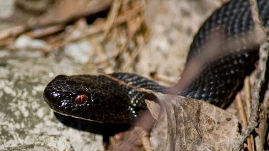 Гадюка Никольского (Vipera nikolskii). Гадюка обыкновенная Тамбов. Змеи в Тамбове. Змеи Тамбовской области фото.