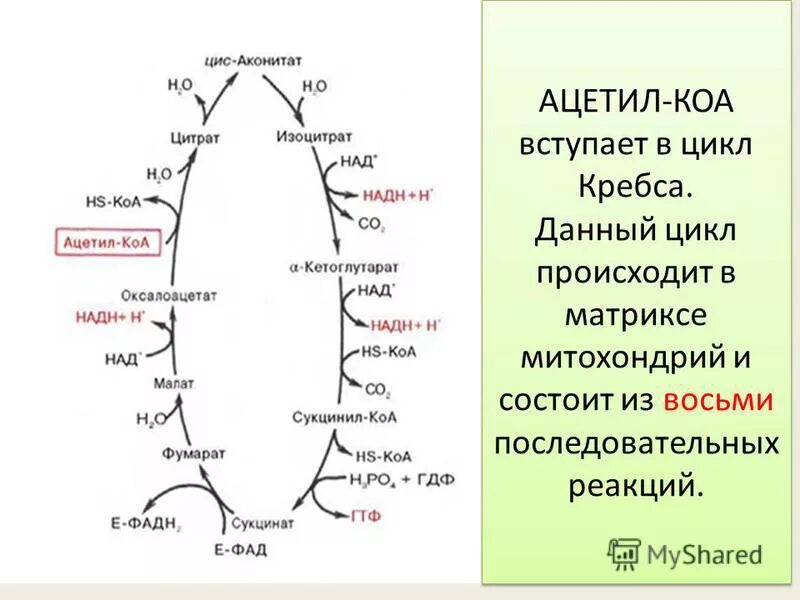 цикл кребса пируват. матрикс митохондрий цикл кребса. ацетил коа цикл кребса. клеточное дыхание митохондрии егэ. цикл кребса кислородный этап.