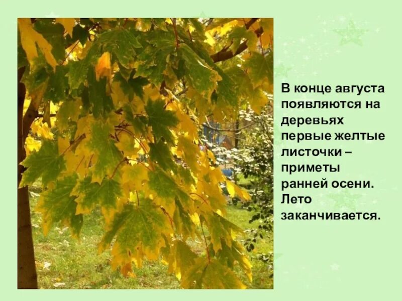 Какое дерево появляется