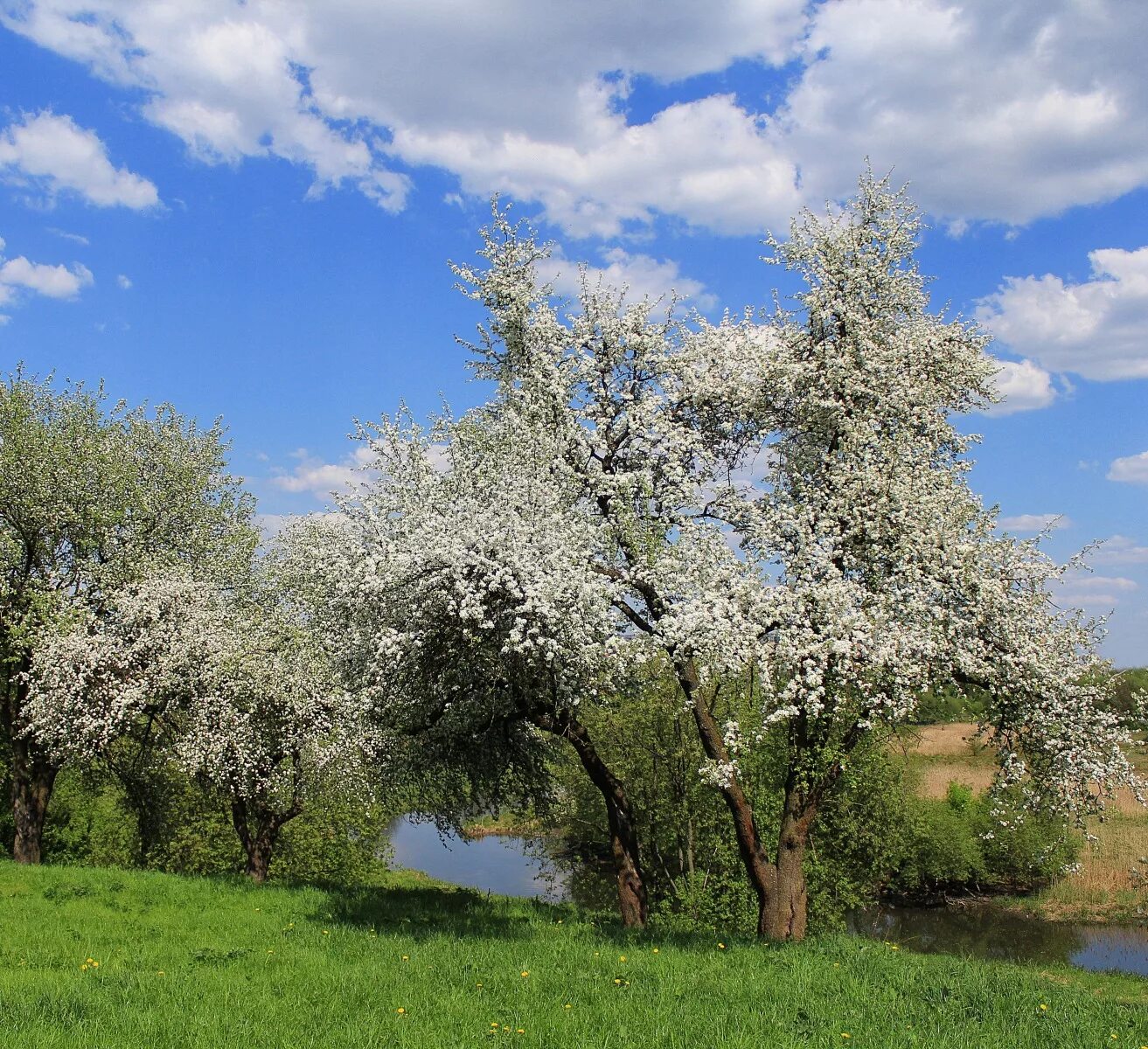 Май фото природы. Май природа. Майский пейзаж. Пейзаж мая. Майская природа.