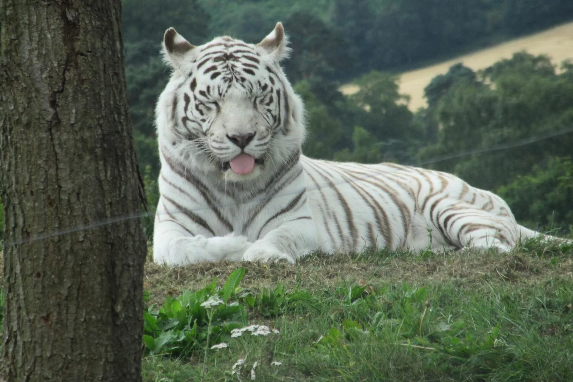 Какой тигр белый. Амурский тигр белый. Белый тигр белый тигр. Порода белых тигров. Тигр белый крупный.