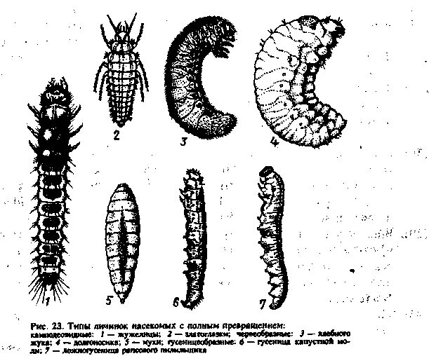 Личинки насекомых описание. Камподеовидные личинки. Камподеовидные личинки жука. Типы личинок насекомых- червеобразные личинки. Типы личинок Жуков.