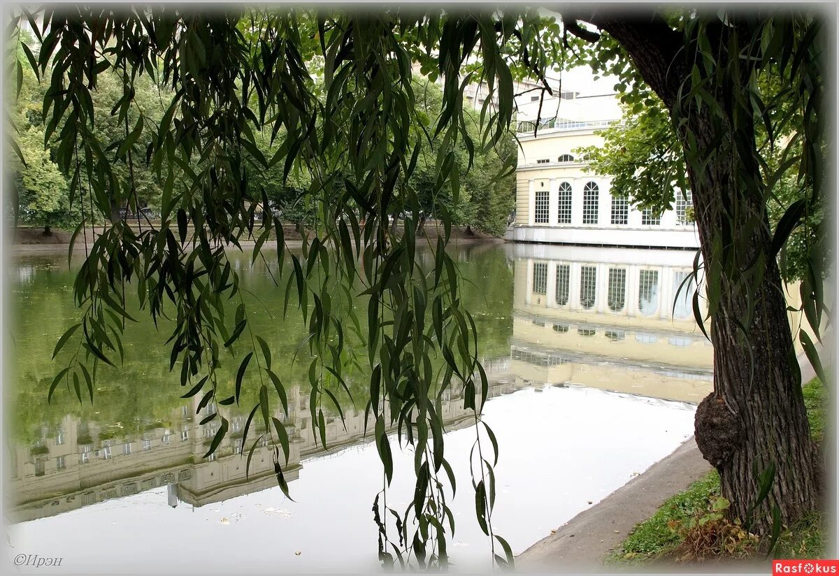 чистые пруды минус слова. чистые пруды застенчивые ивы игорь тальков. фадеев. лето река ива около ивы мостки. дремлют плакучие ивы текст.