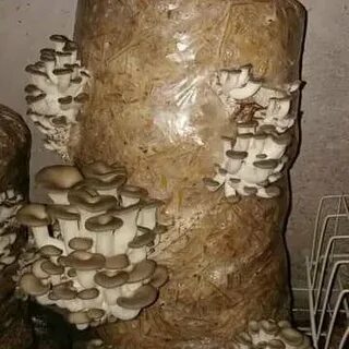 Выращивать грибы вешенка дома