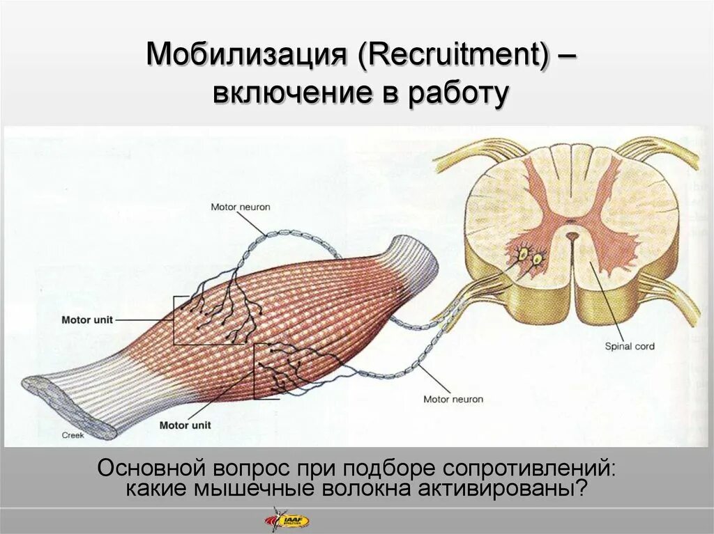 Мышечный анализатор строение. Схема мышечного анализатора. мобилизованные мышцы. схема анализатора мышцы биология. строение мышечного анализатора у животных.