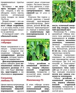 Огурцы санькина любовь описание
