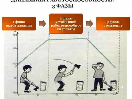Стадии трудового процесса мобилизация нарастание работоспособности