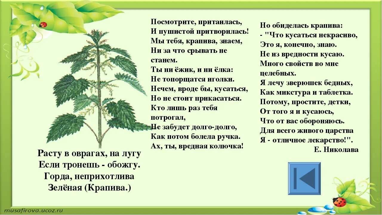 Крапива для дошкольников. Стихотворение про крапиву для детей. Загадка про крапиву для детей. Пословицы о крапиве для детей. Рассказ о крапиве