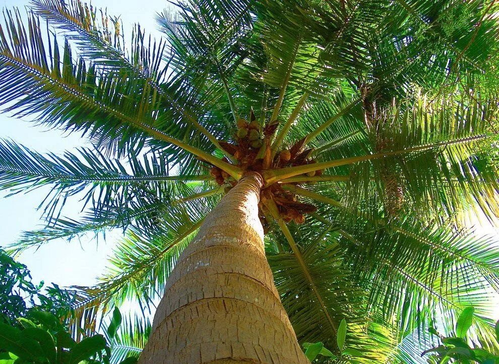 Кокосовая Пальма (Cocos nucifera). Пальмы пириуао. Лианоподобная Пальма. Дерево из семейства пальмовых