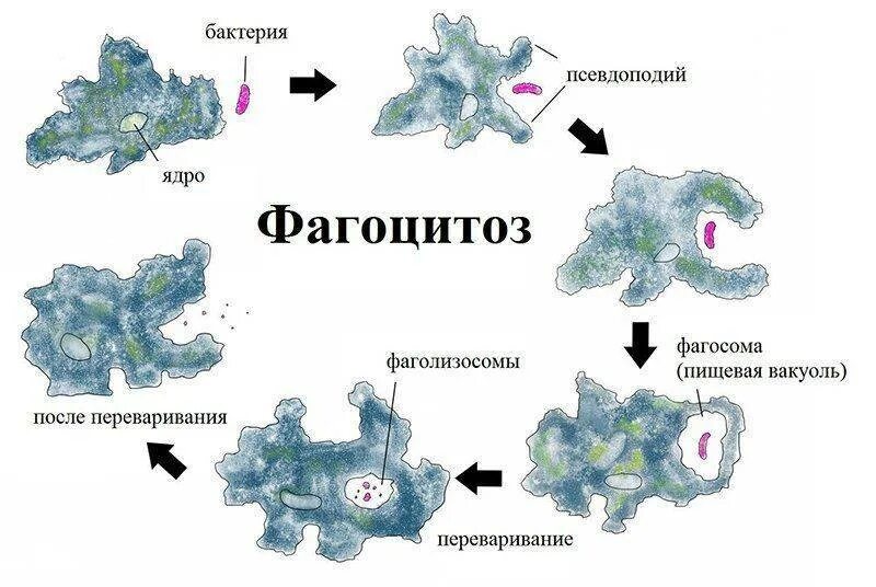 Движение с помощью ложноножек питается путем фагоцитоза. Фагоцитоз фагосома. процесс фагоцитоза. фагоцитоз микроорганизмов. как осуществляется фагоцитоз.