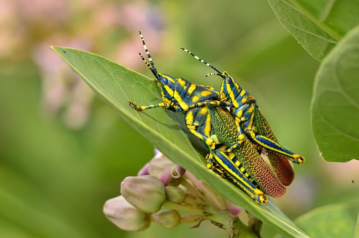 гусеница кузнечика. яйцеклад кузнечика. гусеница кузнечика. плотоядный кузнечик. кузнечик уэта.