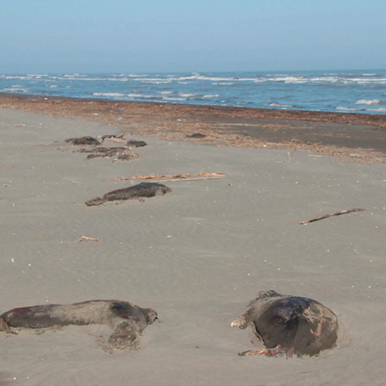 Неизвестные существа выброшенные на берег. Найденный на побережье. Находки на морском дне. Морские монстры выброшенные на берег. Огромные морские чудовища.