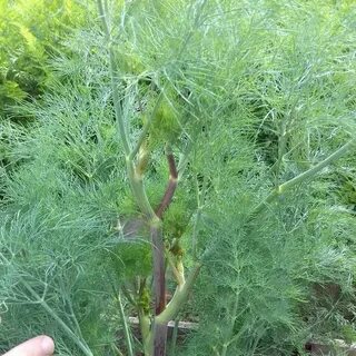 Укроп кустом