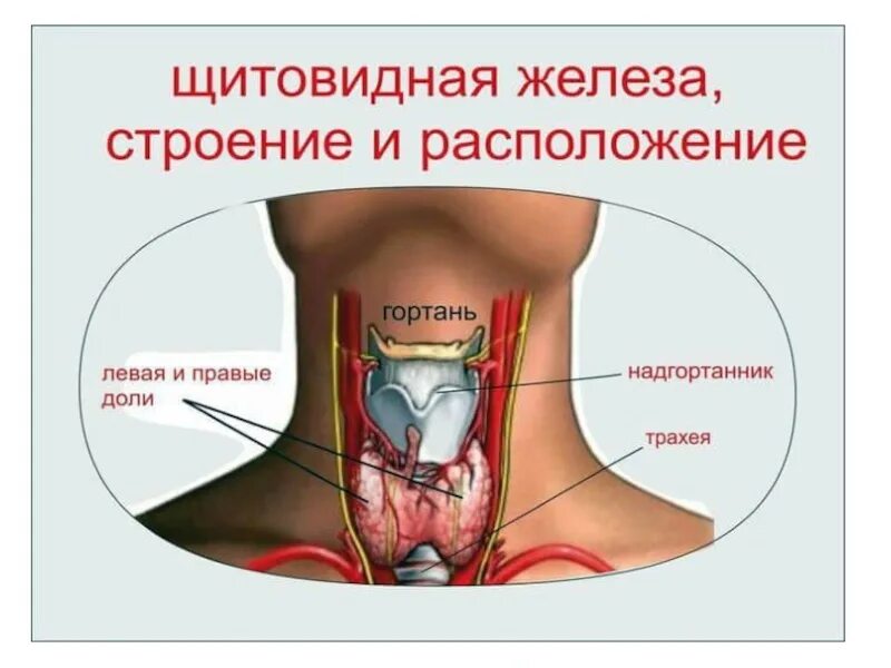 В какой полости расположена щитовидная железа. Щитовидная железа расположение анатомия. Анатомическое строение щитовидной железы человека. Схема расположения щитовидной железы в организме человека. Пирамидальный отросток щитовидной железы.