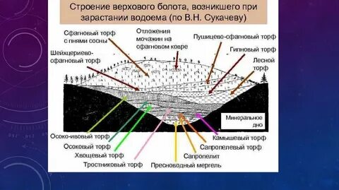 Где образуются верховые болота