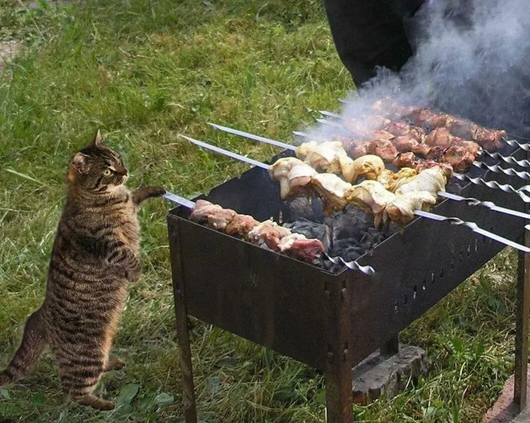 Песня про шашлык. Шашлыки на природе. Шашлыки на даче. Кот шашлык.