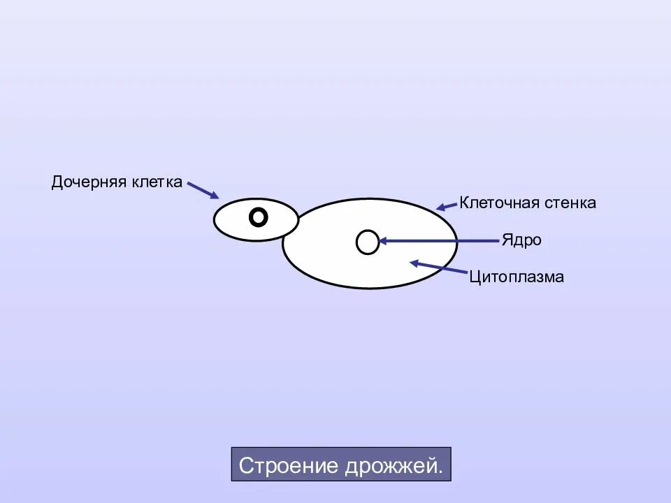 Первая дочерняя клетка. Дочерние клетки это. Клеточная стенка дрожжей. Строение дрожжей дочерняя клетка.