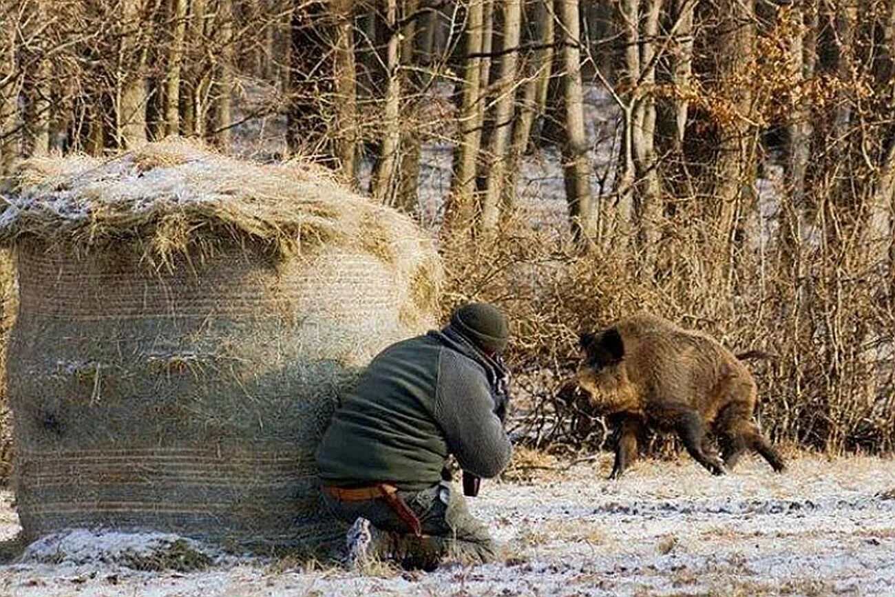 Зимняя охота на кабанов. Весенняя охота на водоплавающую дичь. Охота на кабана в саратовской области. Охота делать. Охотничий лук.