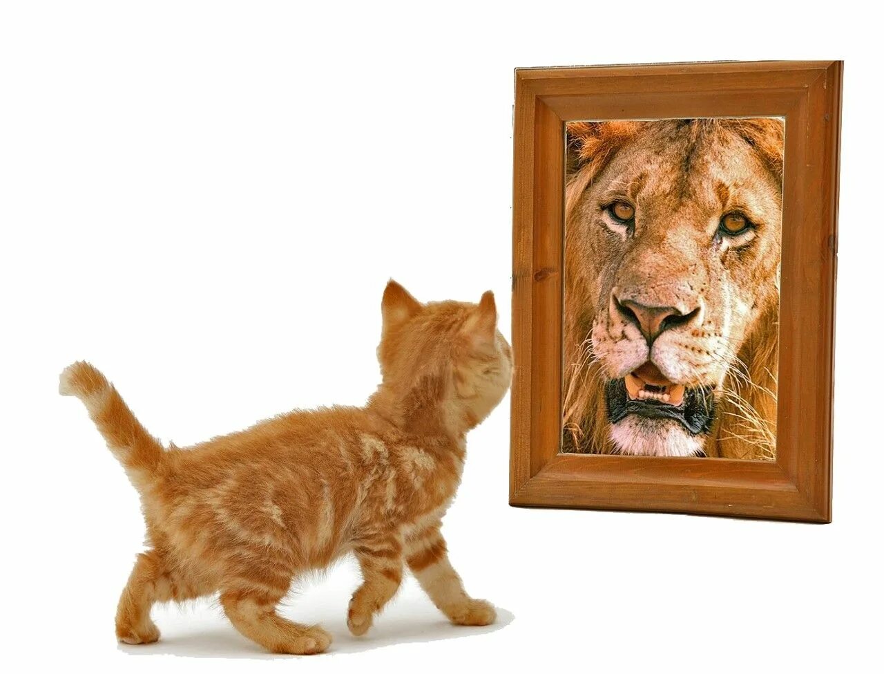 Кот в отражении Лев. Котенок в зеркале Лев. Котенок в отражении Лев. Котенок в отражении тигр.