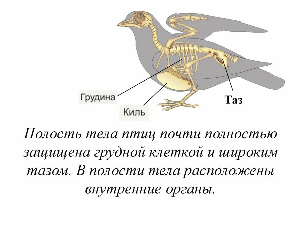 Откуда появились птицы. Строение птицы цевка. Строение грудной клетки птиц. Строение птицы киль. Какая полость тела у птиц.