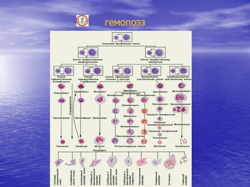 Клетки гемопоэза. Гемопоэз классификация. Схема гемопоэза. Гемопоэз группа это. Ростки гемопоэза.