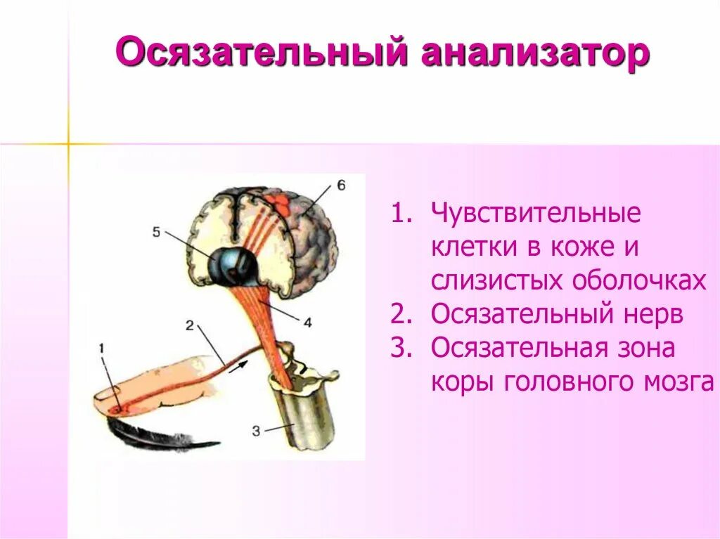 Части анализатора биология. Строение осязательного анализатора схема. Строение кожно мышечного анализатора. Тактильный анализатор строение. Схема мышечного анализатора осязания.