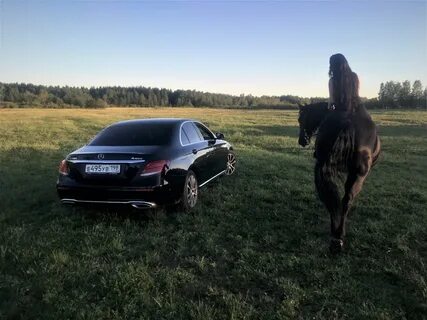 Катя черный мерин