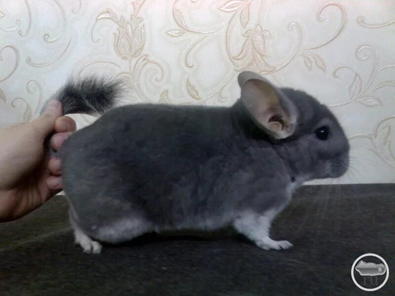 шиншилла 4 лапы. вес шиншиллы. размер и вес взрослой шиншиллы. шиншилла взрослая большая. шиншилла взрослая особь.