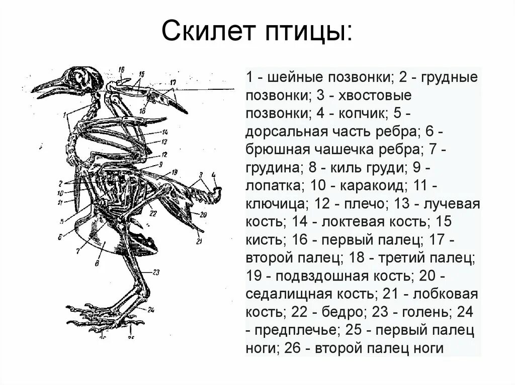 Опишите класс птицы. Класс птицы общая характеристика. Характеристика класса птицы. Особенности класса птиц. Характеристика птиц 7 класс.