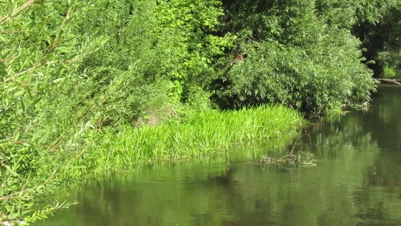 Вода в черемшане