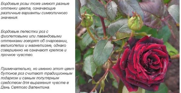Что означает розовое красное. Красные розы на языке цветов. Значение цветов роз. Бордовые розы значение цветов.